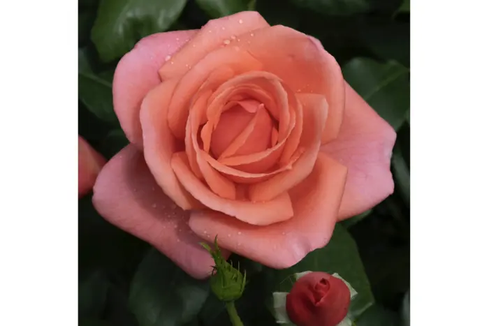 In Großbritannien wurde eine Rose nach der Prinzessin von Wales benannt: Foto der Blume