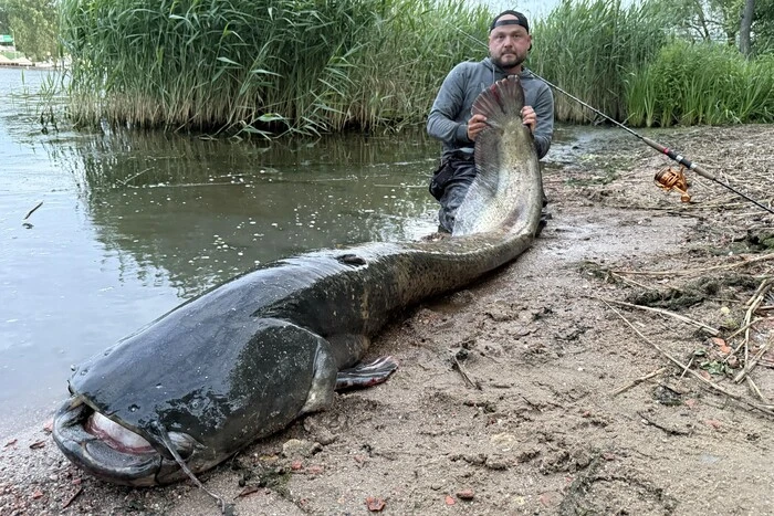 Польський рибалка впіймав сома-гіганта
