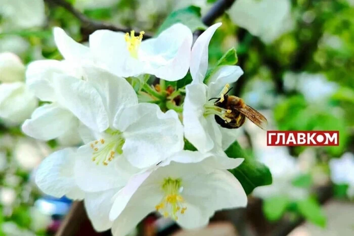 Occasional rains and up to +17°: weather forecast for May 14