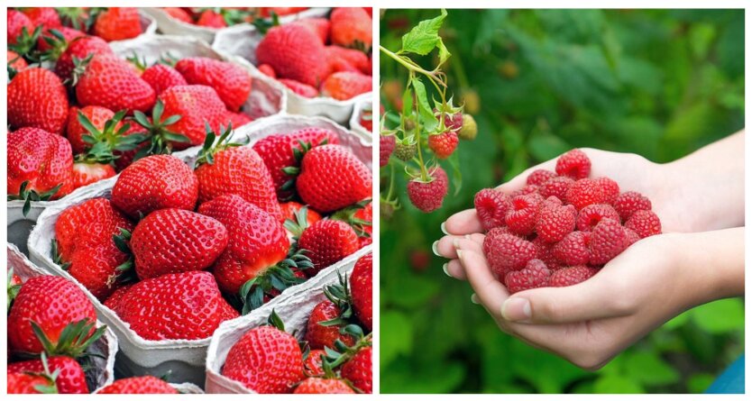 Nicht für jeden erschwinglich: Wie viel kosten Erdbeeren, Kirschen, Aprikosen und Himbeeren in Geschäften und auf Märkten