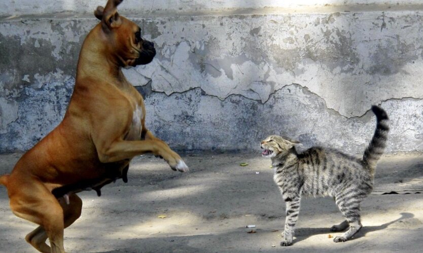 Pet Registration: Expert Highlights the Main Danger for Owners