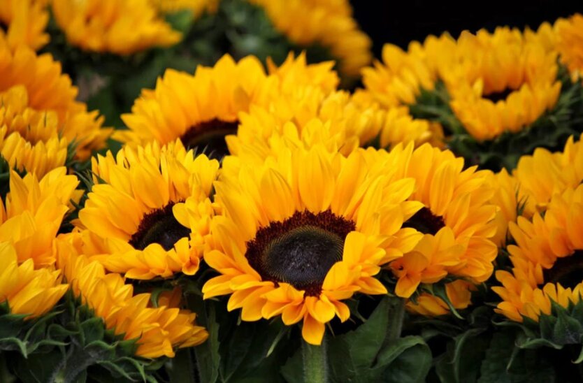 Die Preise für Sonnenblumen sind stark gesunken - Getreidebörse