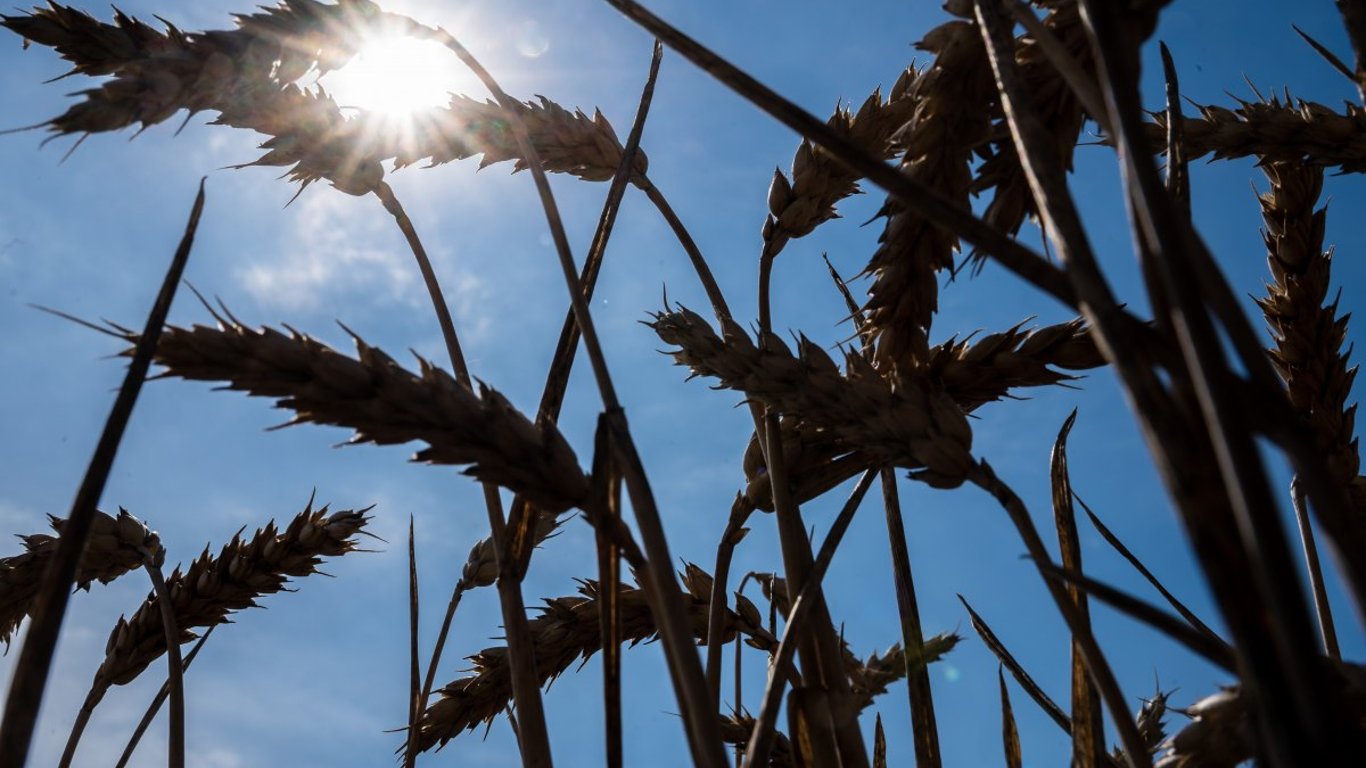 Grain Prices in July - Why Feed Wheat Has Become More Expensive