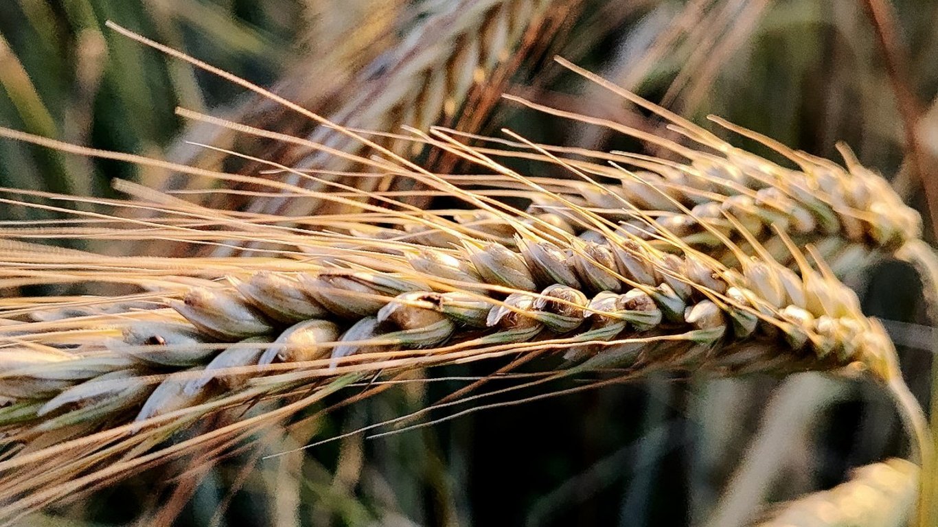 Ceny zbóż na Ukrainie — za ile można sprzedać jęczmień