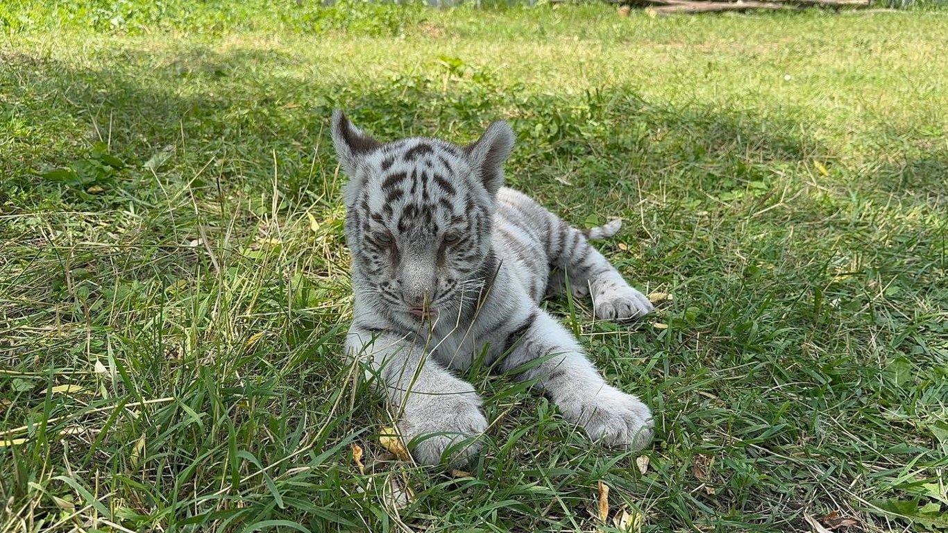 Im Ökopark bei Charkiw wurden Tigerjungen gezeigt, die von einem Hund großgezogen wurden