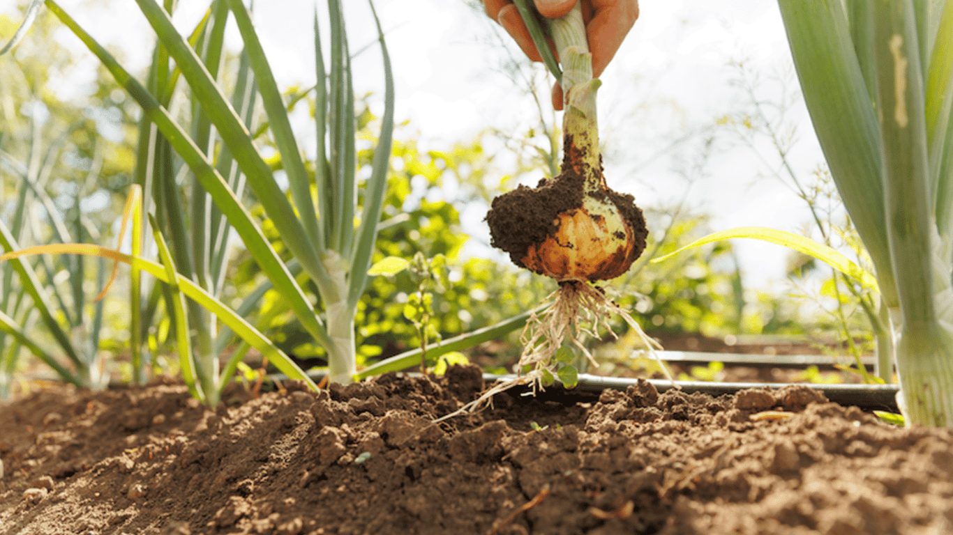 Wann man Zwiebeln im Garten im Jahr 2025 ernten soll - Anzeichen der Reife