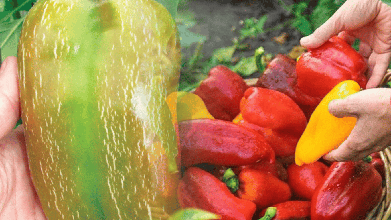The Pepper Started Cracking in the Garden - What Causes It and How to Fix It