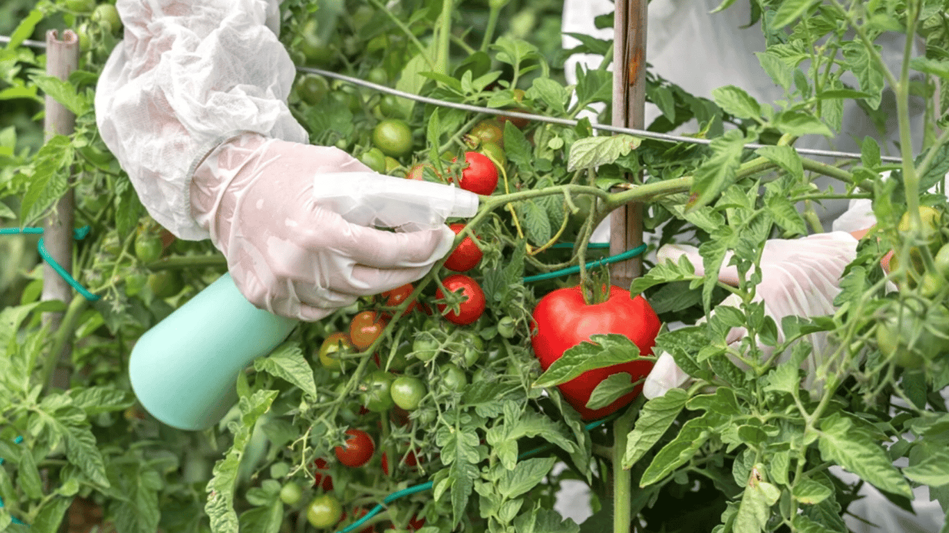 What definitely needs to be used to feed tomatoes in the garden in July 2025