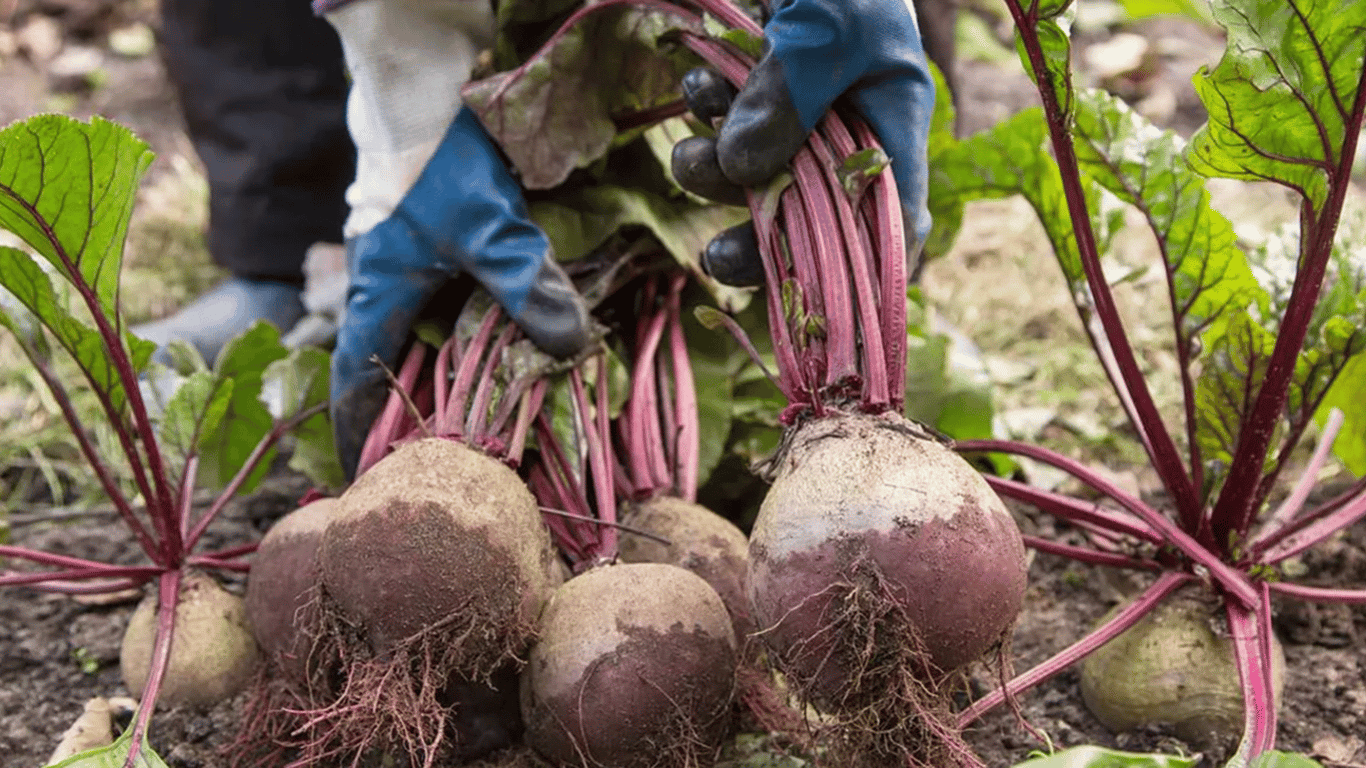 Help the beet survive unbearable heat — what to do in summer