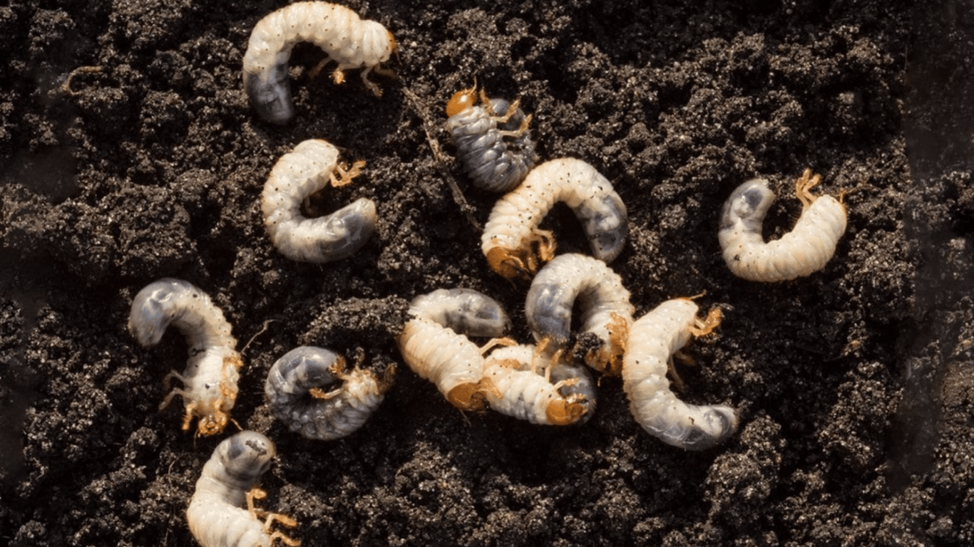 Grub larvae in the garden and orchard - how to get rid of them